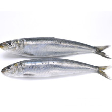 Fresh frozen seafood sardine all types of sardine fishes